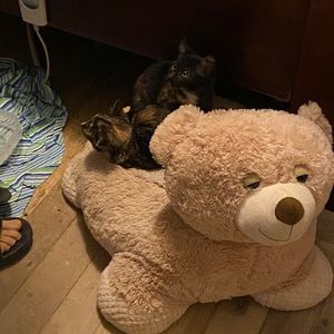 Meet your Posher, Junya